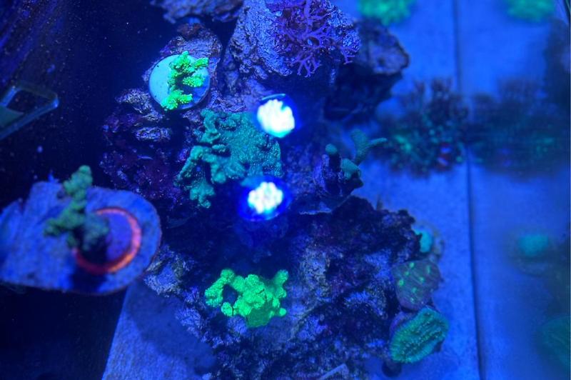 Reeftank  Thumbnail