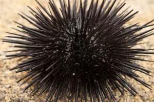 Short Spine Urchin Thumbnail