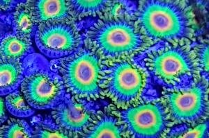 Rasta Zoanthid Thumbnail