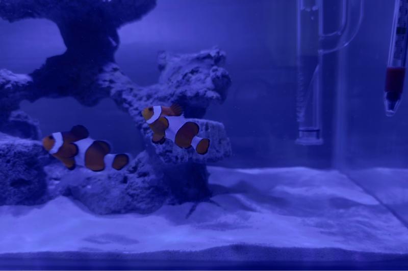 My Aquarium 1 Thumbnail