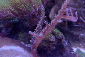 Staghorn Acropora Thumbnail