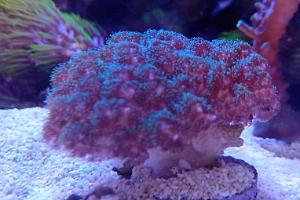 Pocillopora Cauliflower Coral Thumbnail