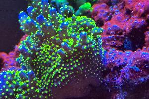 Bonsai Acropora Thumbnail