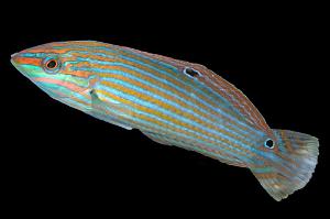 Melanarus wrasse  Thumbnail