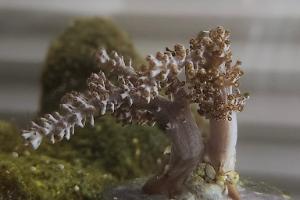 Kenya Tree Coral Thumbnail