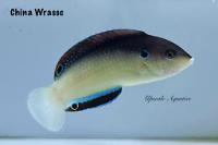 China wrasse Thumbnail