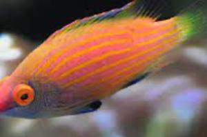 Pink Streaked Wrasse Thumbnail