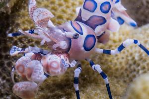 Harlequin Shrimp Thumbnail