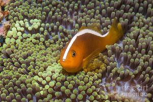 Orange Skunk Clownfish Thumbnail