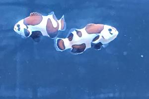 Mocha Clownfish Thumbnail