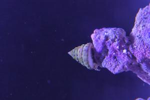 Astrea Snail Thumbnail