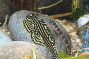 Reticulated Hillstream Loach Thumbnail