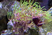 Green Star Polyp Thumbnail