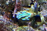 Encrusting Horn Coral Thumbnail