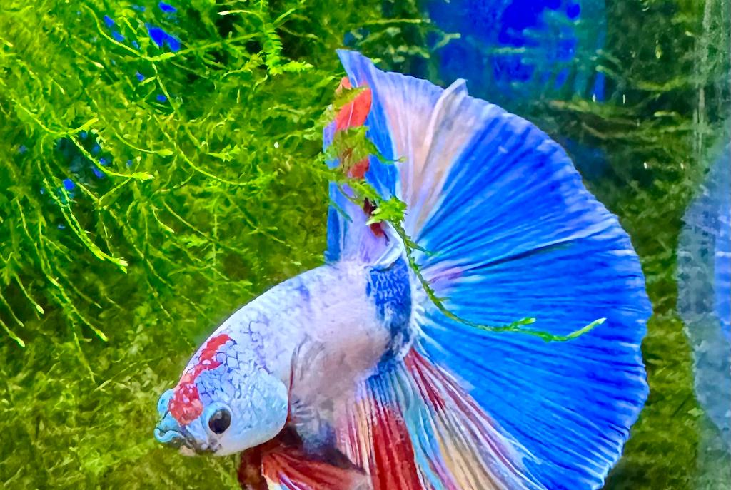 Betta