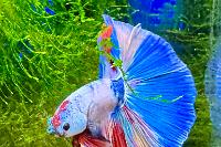 Betta Thumbnail