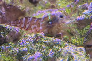 Peppermint Shrimp Thumbnail