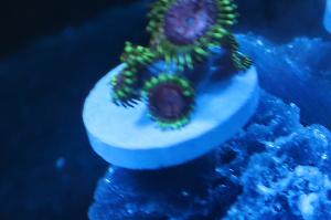 Zoa WWC Purple Monster Thumbnail