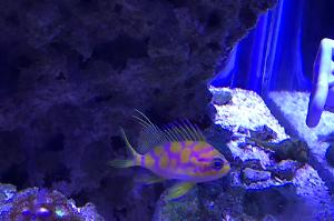 Blotched Anthias Thumbnail