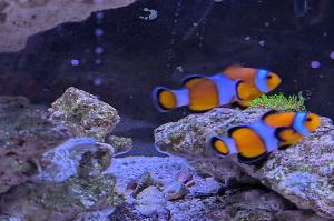 Tangerine Clownfish Thumbnail