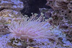 Toadstool Mushroom Leather Coral Thumbnail