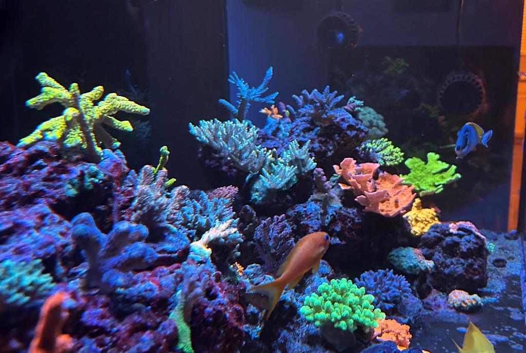 Reef Tank on 2024-09-13