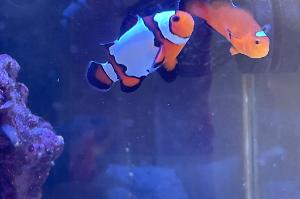 Snowflake Clownfish Thumbnail