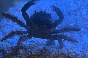 Emerald Crab Thumbnail