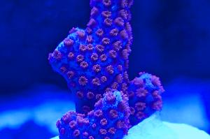 Bubblegum Digitata Montipora Thumbnail