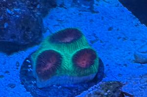 Goniastrea Brain Coral Thumbnail