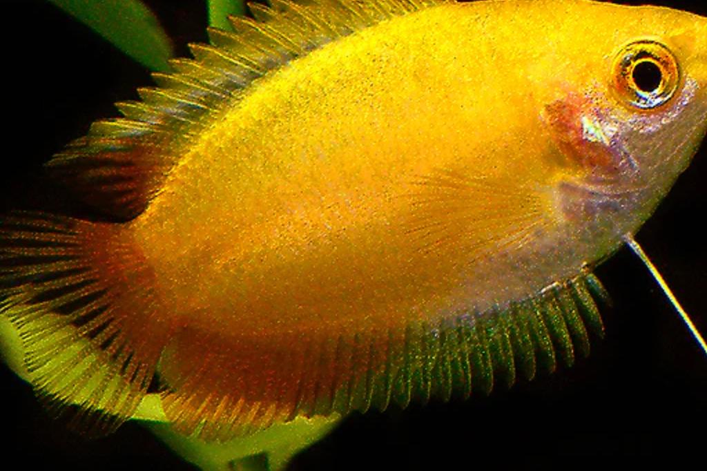 Honey Gourami / Trichogaster chuna 115