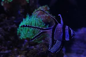 Banggai Cardinalfish Thumbnail