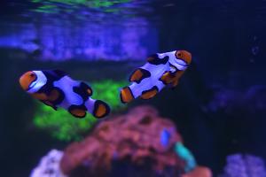 Picasso Clownfish Thumbnail