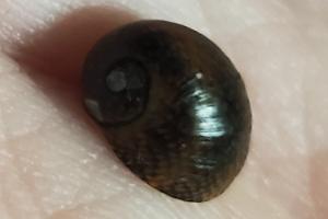 Three-Color Horned Nerite Thumbnail