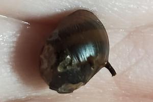 Three-Color Horned Nerite Thumbnail