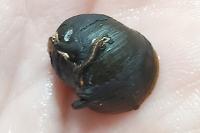 Three-Color Horned Nerite Thumbnail