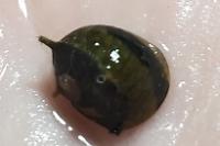 Three-Color Horned Nerite