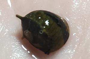 Three-Color Horned Nerite Thumbnail