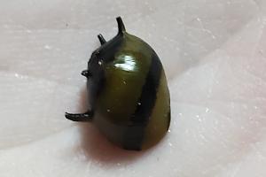 Zebra Thorn Nerite Thumbnail