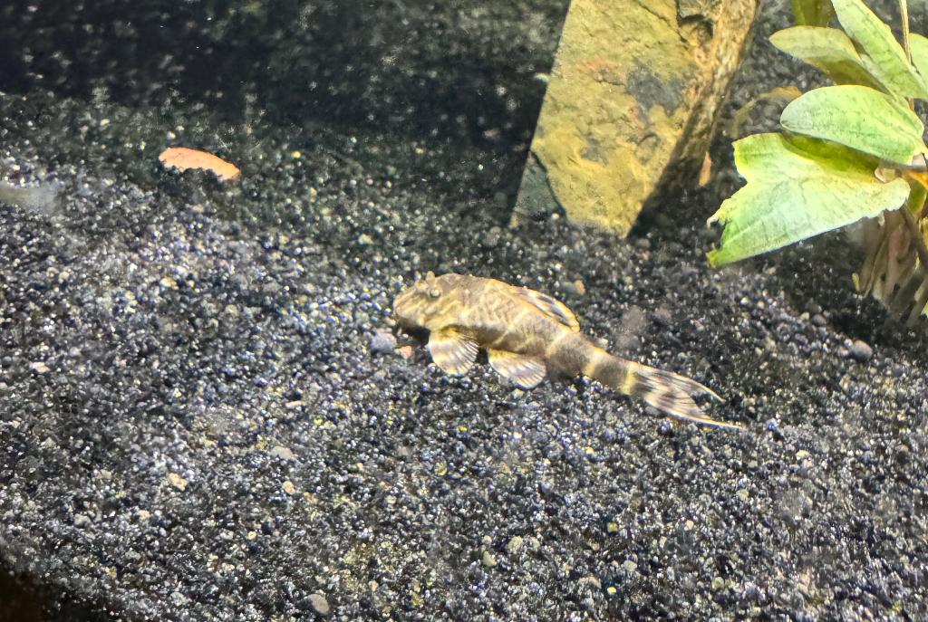 Clown Pleco