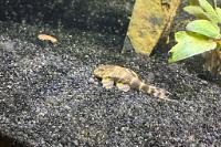 Clown Pleco