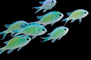 Green chromis Thumbnail