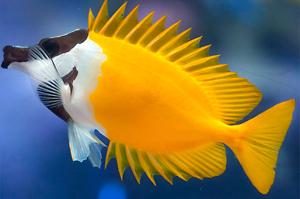 Foxface Rabbitfish Thumbnail