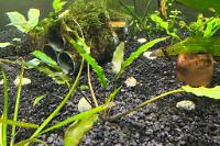 Cryptocoryne Lutea