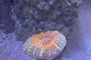 Lobophyllia Brain Coral Thumbnail