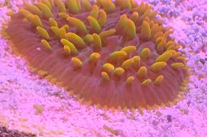 Plate Coral Thumbnail