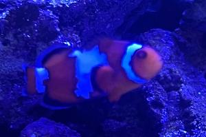 Snowflake Clownfish Thumbnail