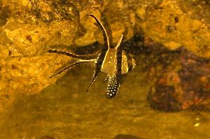 Banggai Cardinalfish Thumbnail