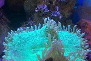 Elegance Coral Thumbnail