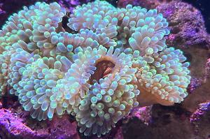 Green Bubble Tip Anemone Thumbnail